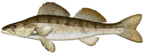 Der Zander